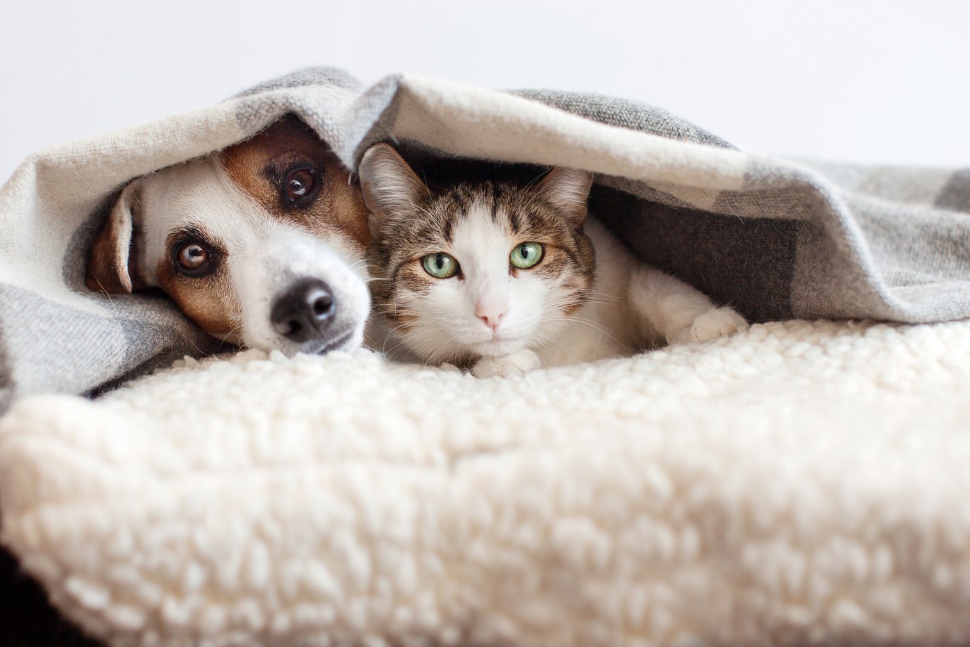 Dog and cat together